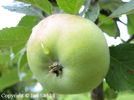 Malus domestica 'President', tarhaomenapuu